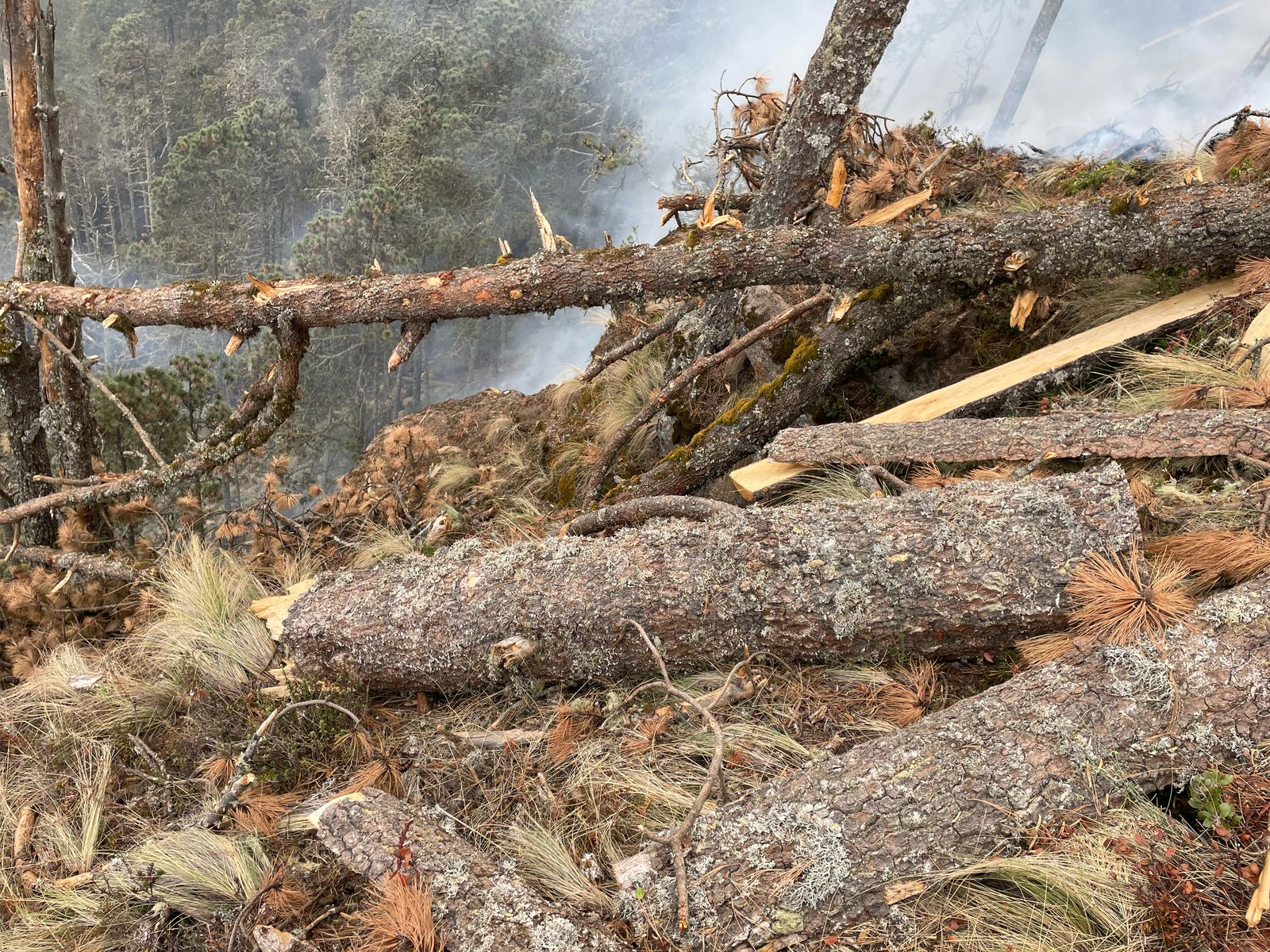 Bajo control incendio en el Parque Nacional Pico de Orizaba, siniestradas 12 hectáreas