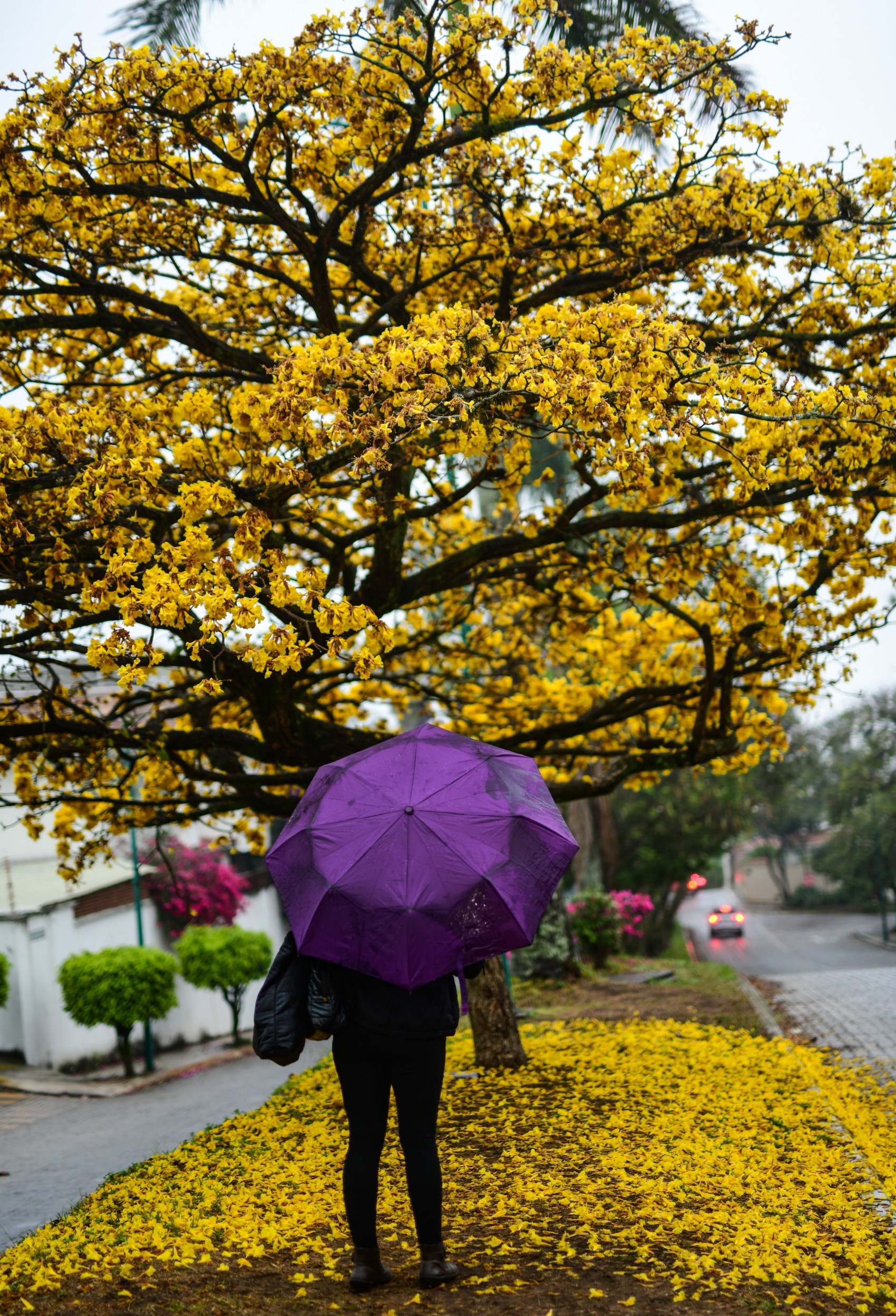 El famoso árbol Guayacán de Xalapa