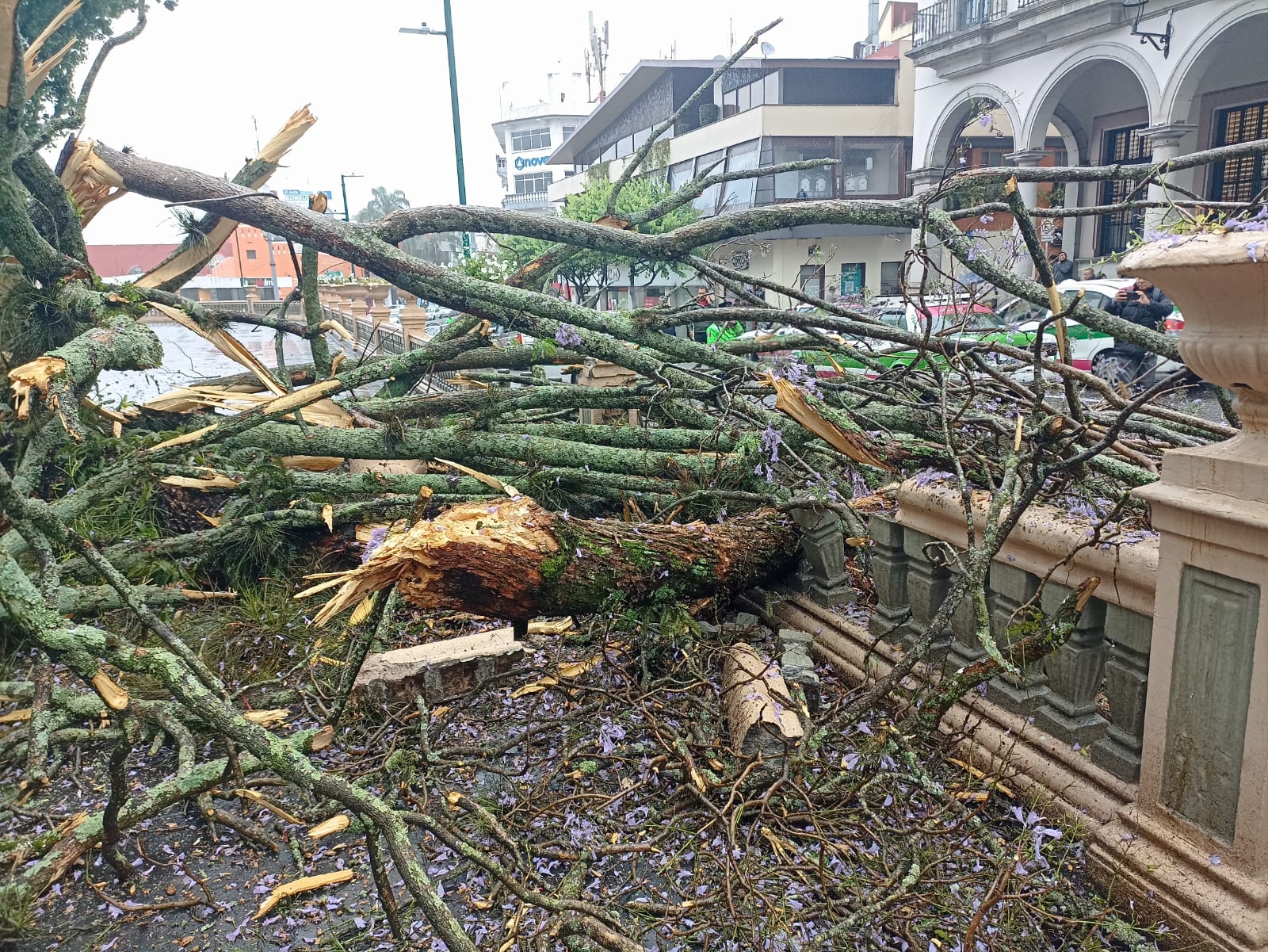 Caen ramas de un árbol del Parque Juárez sobre vehículos, no hay lesionados