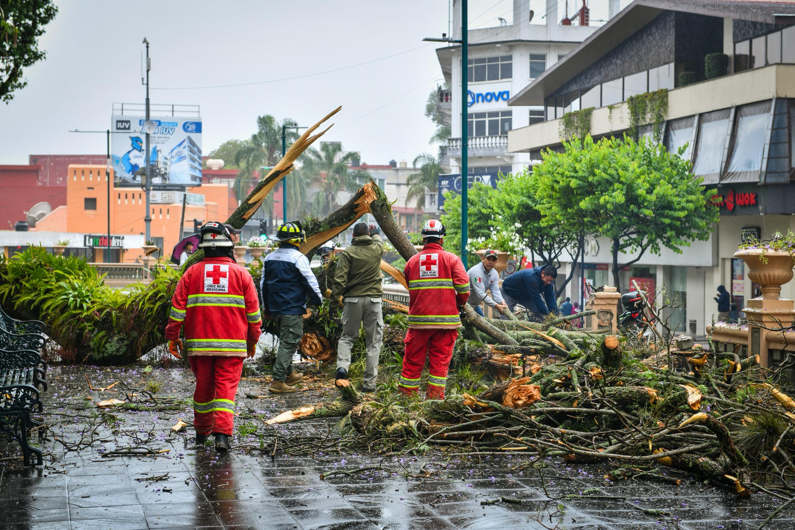 Lluvias por frente frío provocan caída de árboles en Xalapa; suman 10 reportes atendidos
