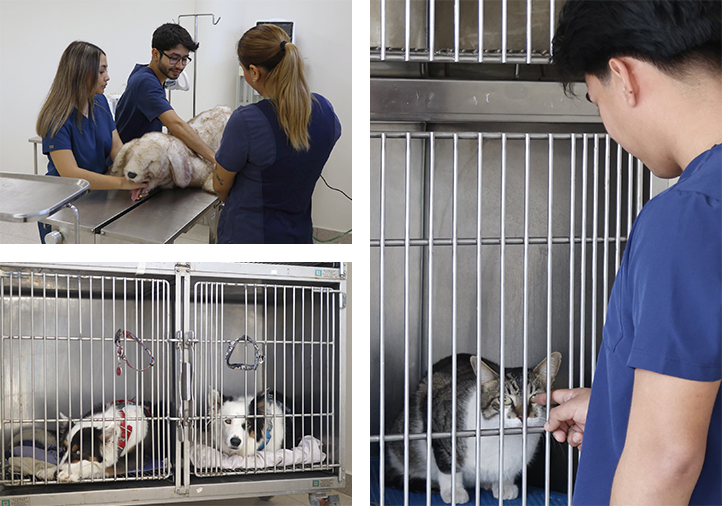 UV inaugura anexo del Hospital Veterinario de Pequeñas Especies