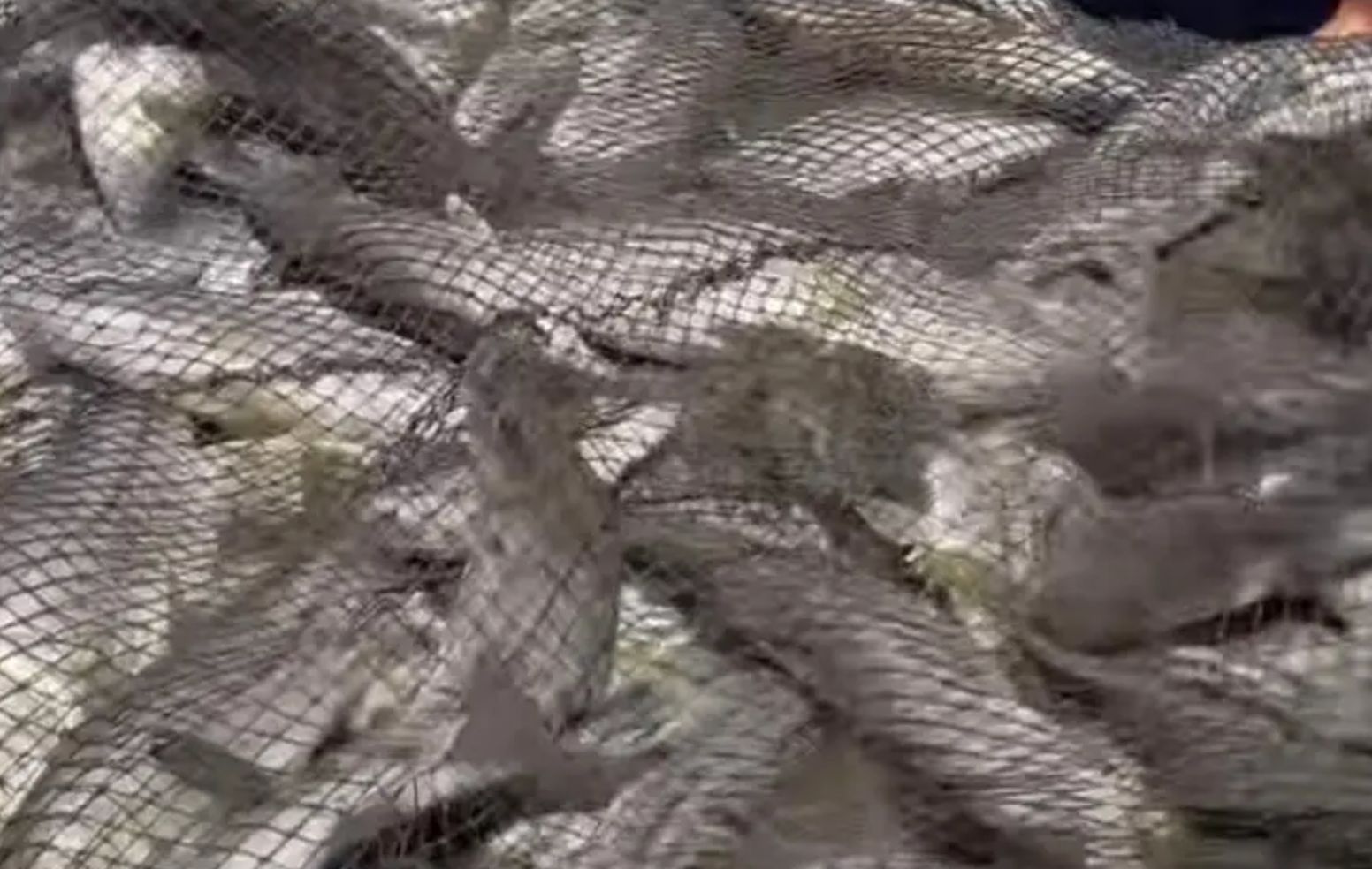Pescadores de Alvarado capturan tonelada y media de robalo en zona de escolleras