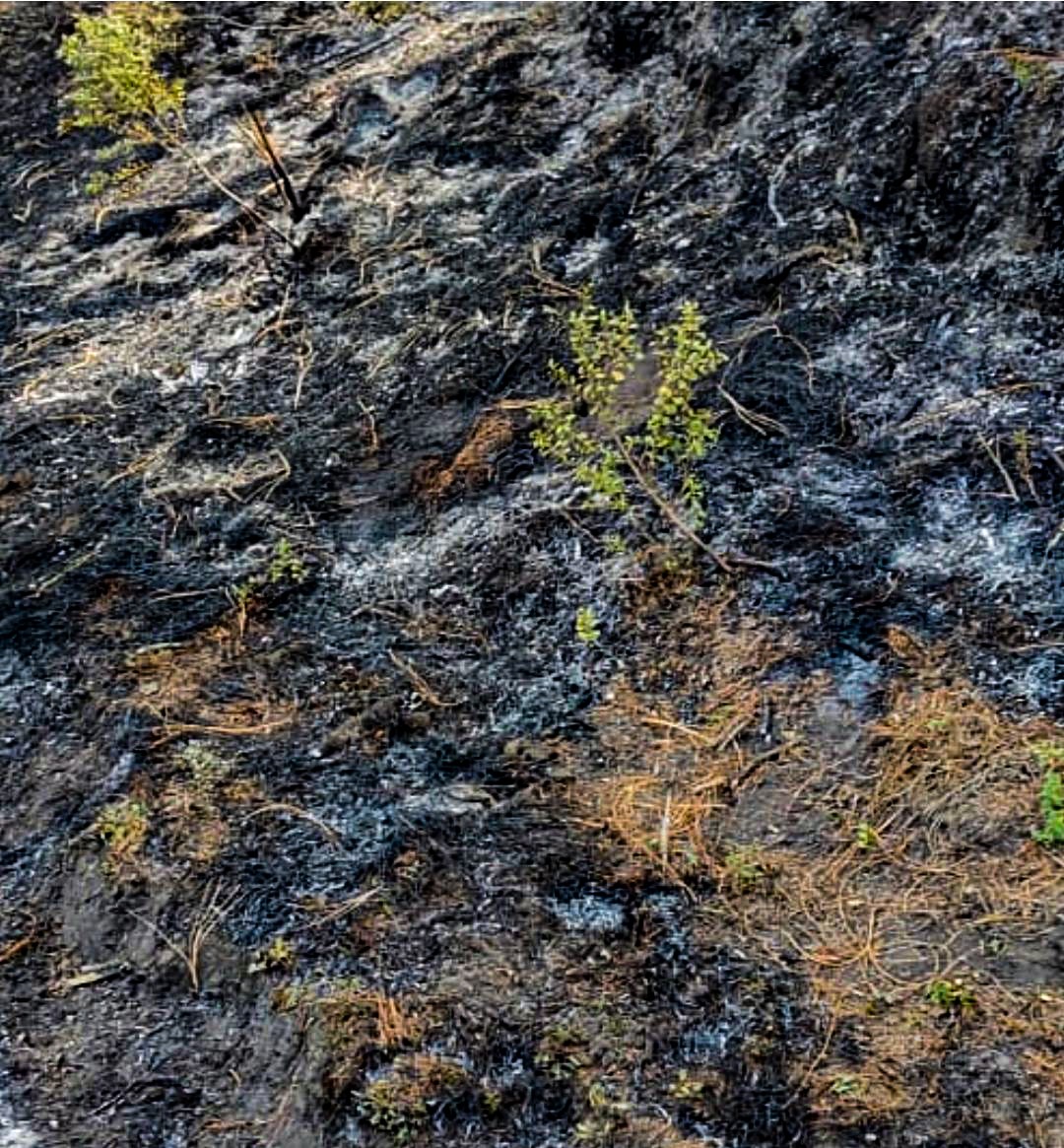 Tres días de incendios forestales en el Parque Nacional Pico de Orizaba