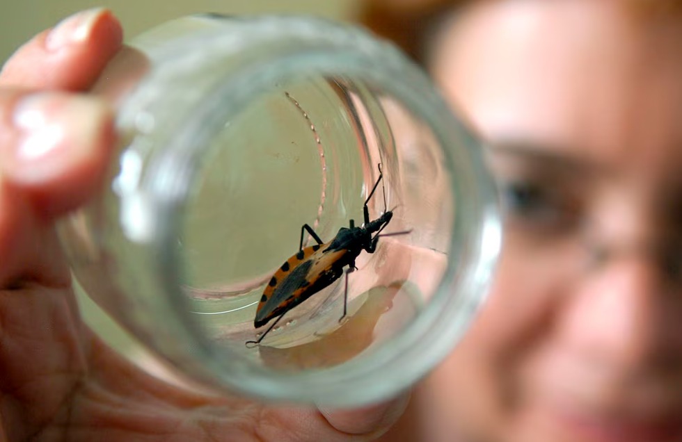 Enfermedad de chagas puede provocar complicaciones graves si no se detecta a tiempo
