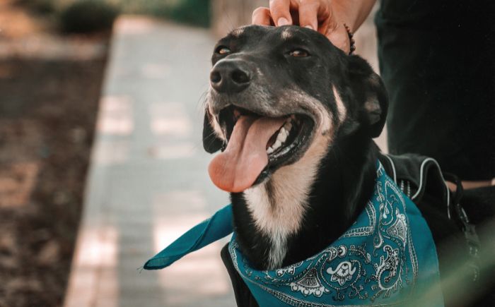 De cada diez mascotas, siete sufren maltrato de sus dueños