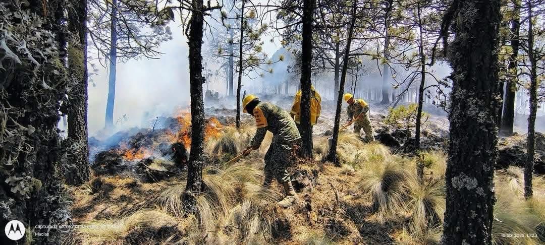 En Veracruz 145 incendios forestales y daños en 2 mil 596 hectáreas lo que va de este año