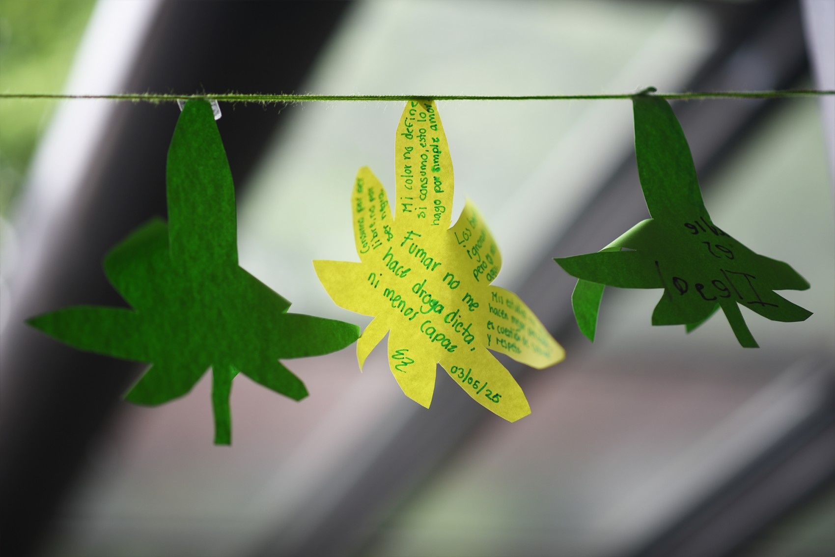 Colectivo Cannábico pide despenalización total de la marihuana en Veracruz