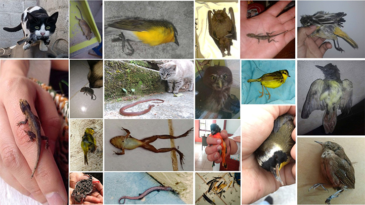 Animales del bosque pueden transmitir enfermedades y daños severos a la salud humana