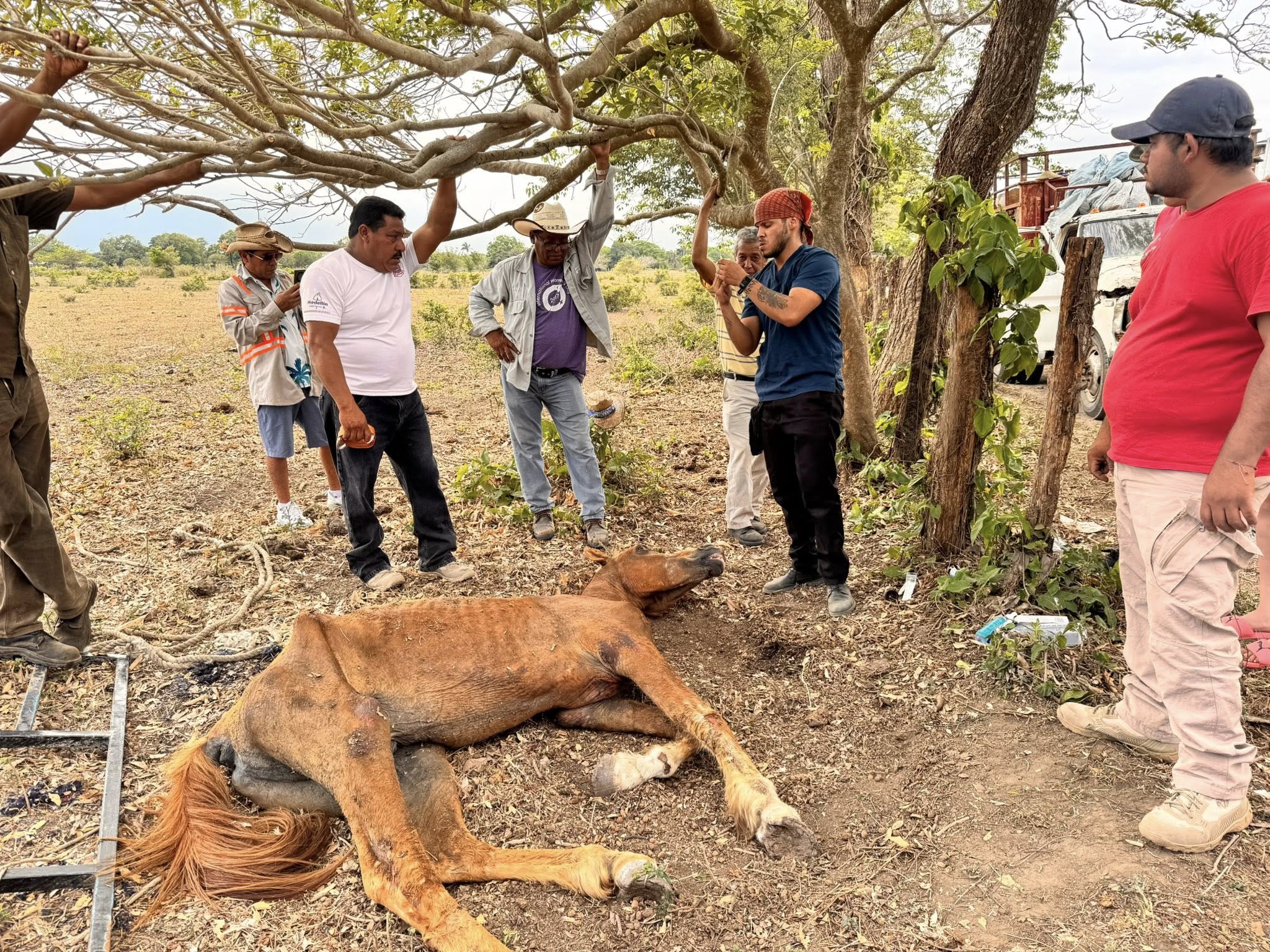 Muere el caballo abandonado en rancho de El Tejar pese a esfuerzos por salvarlo