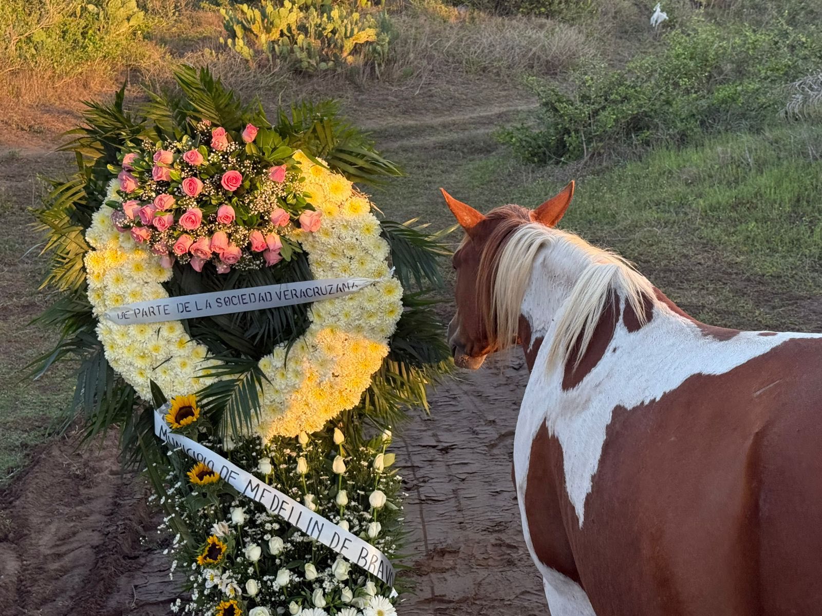 Despiden a Hope, el caballo fallecido tras años de abandono en un potrero de El Tejar, Medellín