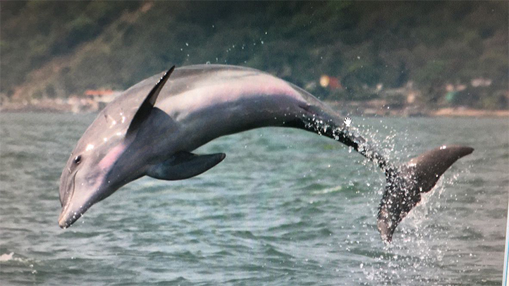 Delfines y pescadores: un delicado equilibrio en el Golfo de México