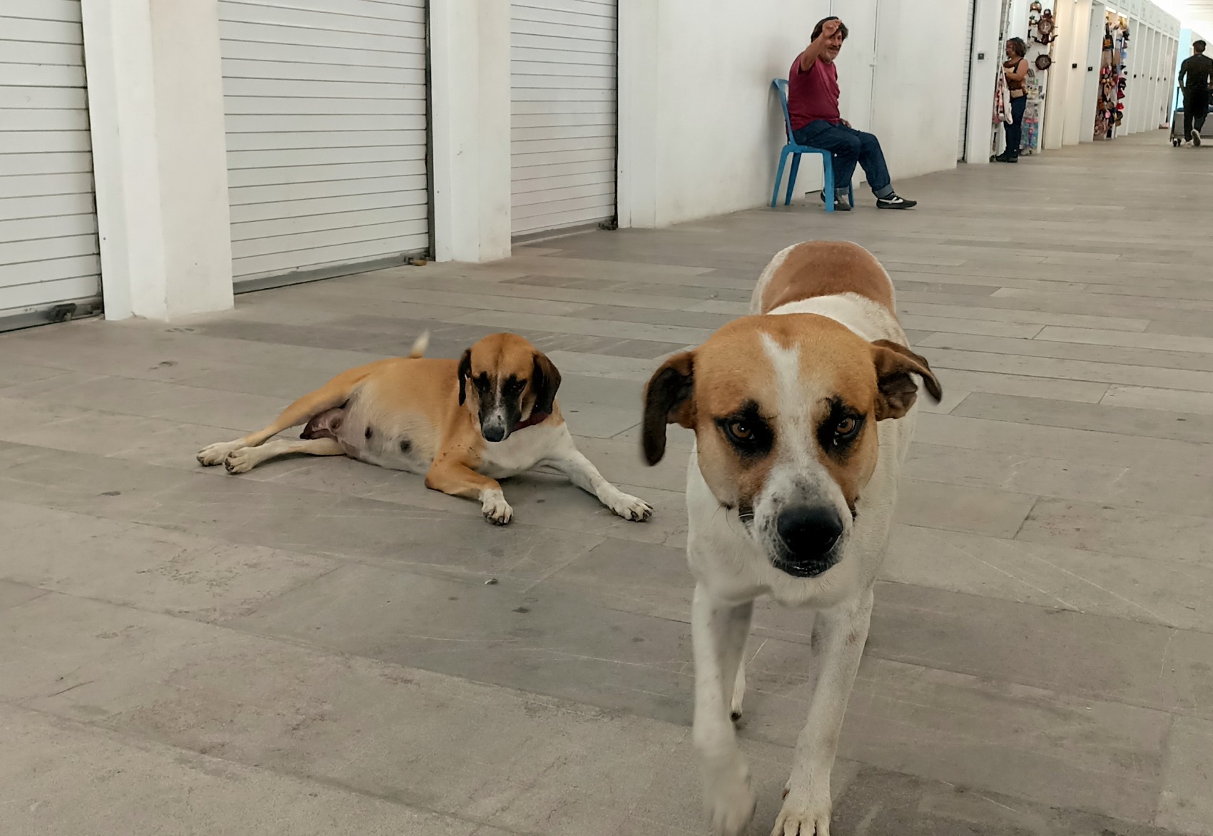 María Teresa y Danilo, los nuevos residentes del mercado de artesanías de Veracruz