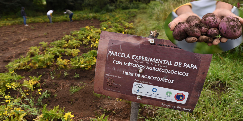 Campaña solidaria: Productores agroecológicos pierden 5 toneladas de cosecha por tromba