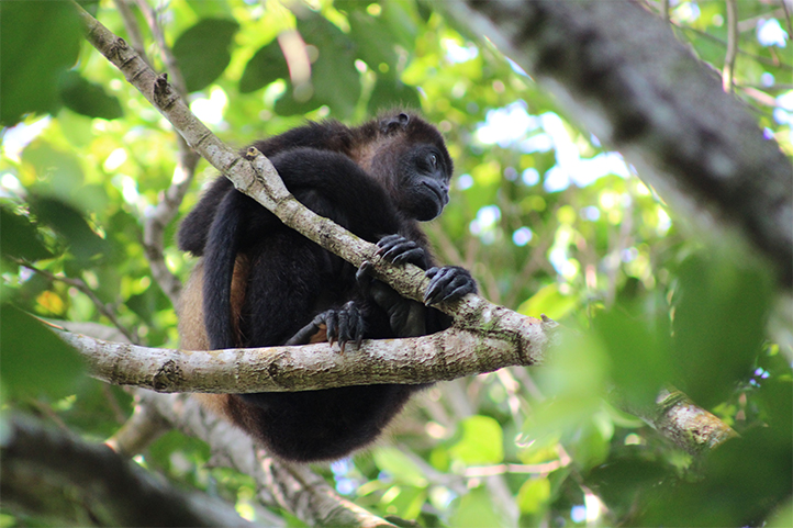 Cambio de paisaje y hábitat obliga a primates a buscar nuevas formas de vida