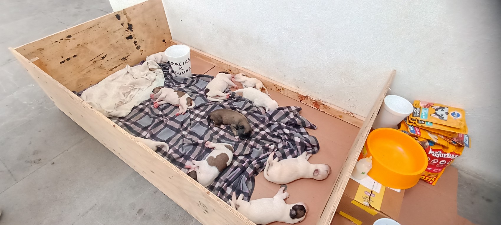María Teresa da a luz a diez cachorros en el mercado de artesanías de Veracruz