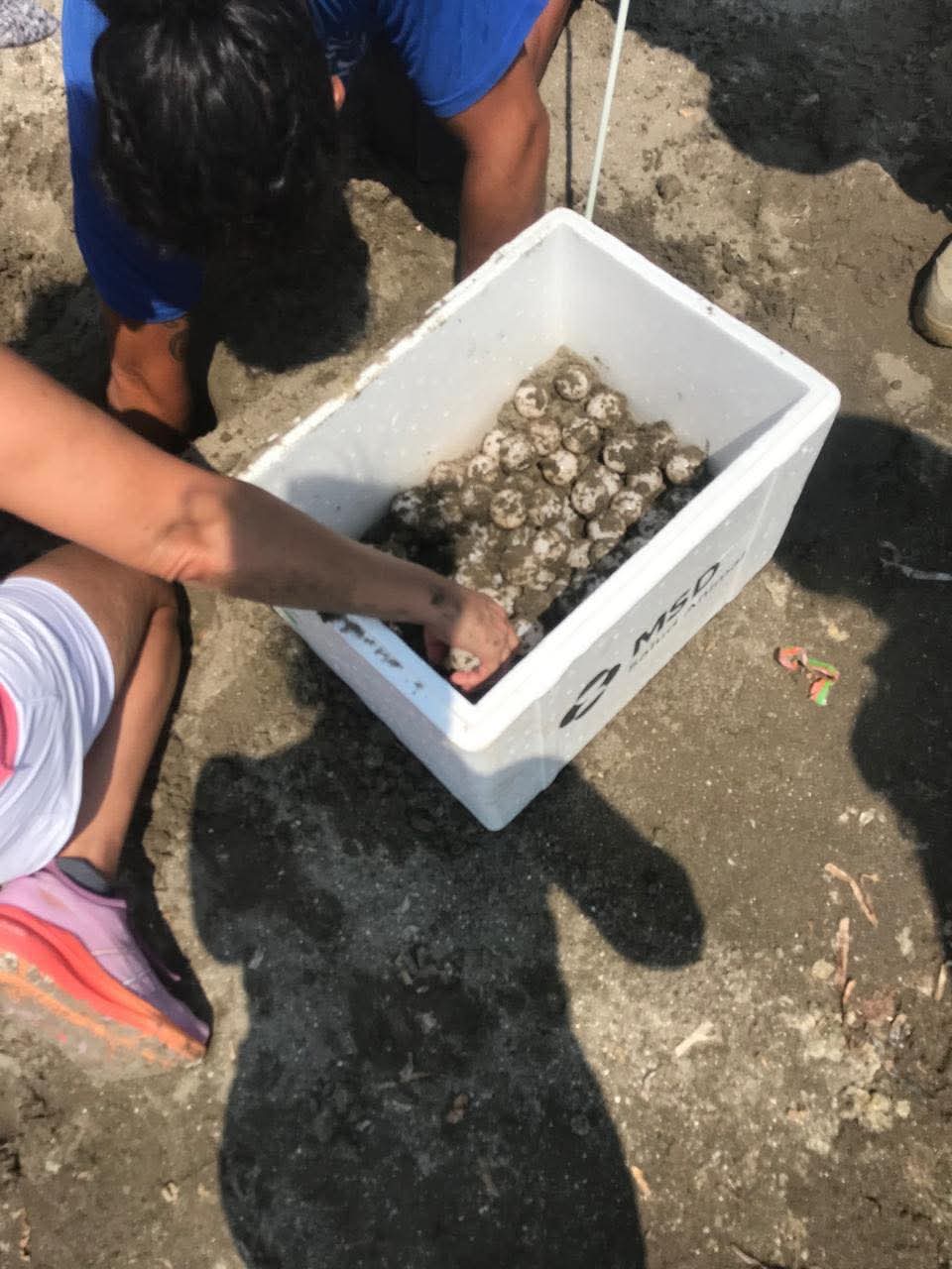 Desova tortuga Lora en playas de Boca del Río; rescatan 97 huevos