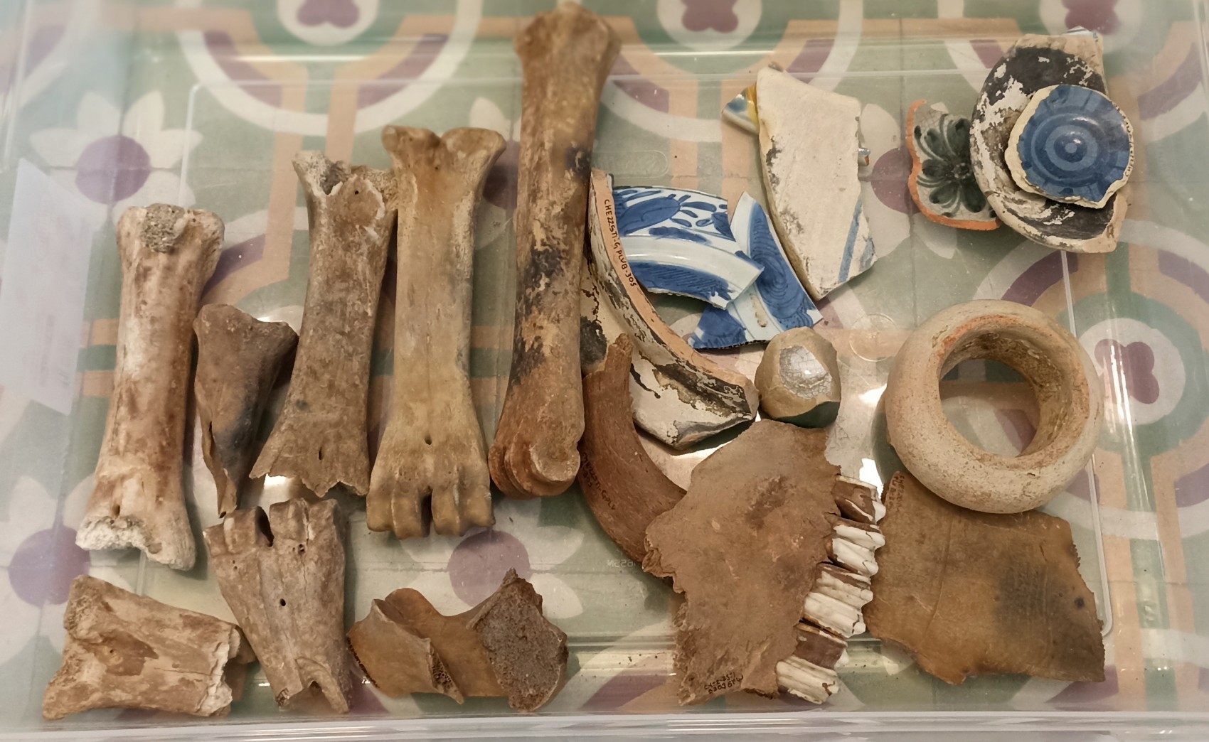 Restos óseos hallados en obra del Centro Histórico de Veracruz no correspondan a mártires veracruzanos: INAH