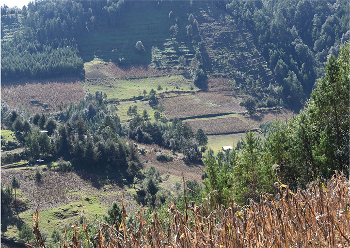 Manejo cíclico en producción de leña impide deforestación y degradación forestal en la sierra de Zongolica