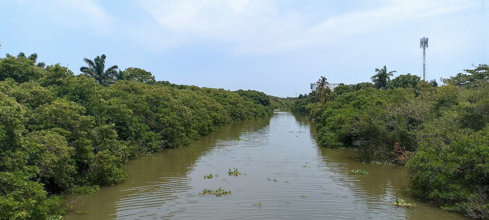 Demandan otra supervisión a construcción de desarrollo inmobiliario cerca del manglar de Arroyo Moreno