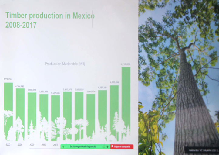Producción forestal, oportunidad para egresados de Ciencias Agrícolas