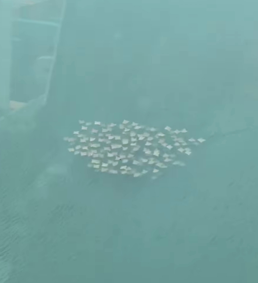 Captan una familia de mantarrayas en la bahía norte del puerto de Veracruz