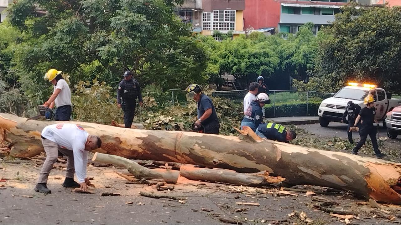 Árbol de 10 metros de altura cae en el paseo de Los Lagos
