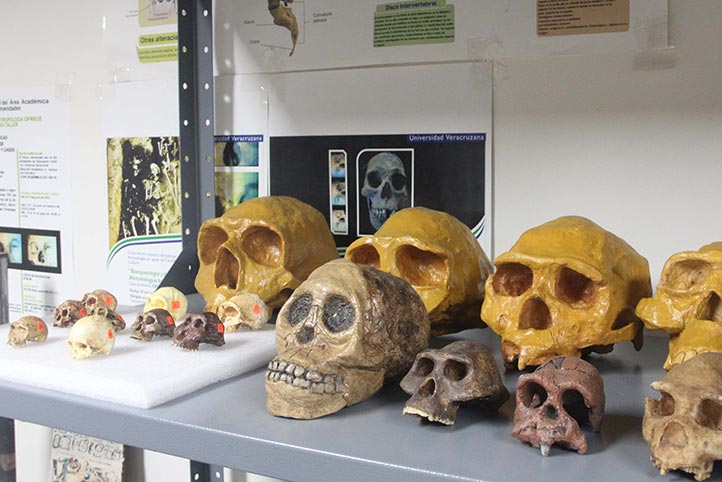 UV impulsa la bioarqueología y antropología física con impacto social