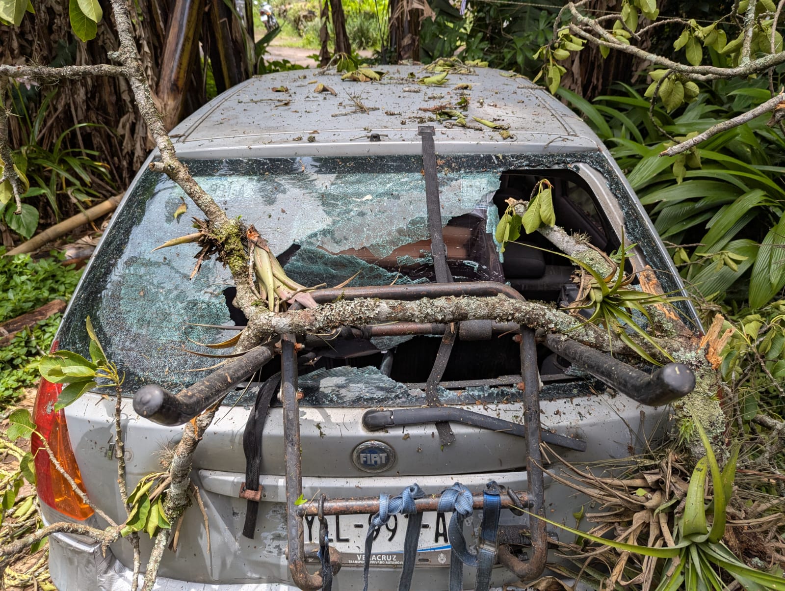 Árbol cae sobre vivienda en Consolapa, Coatepec