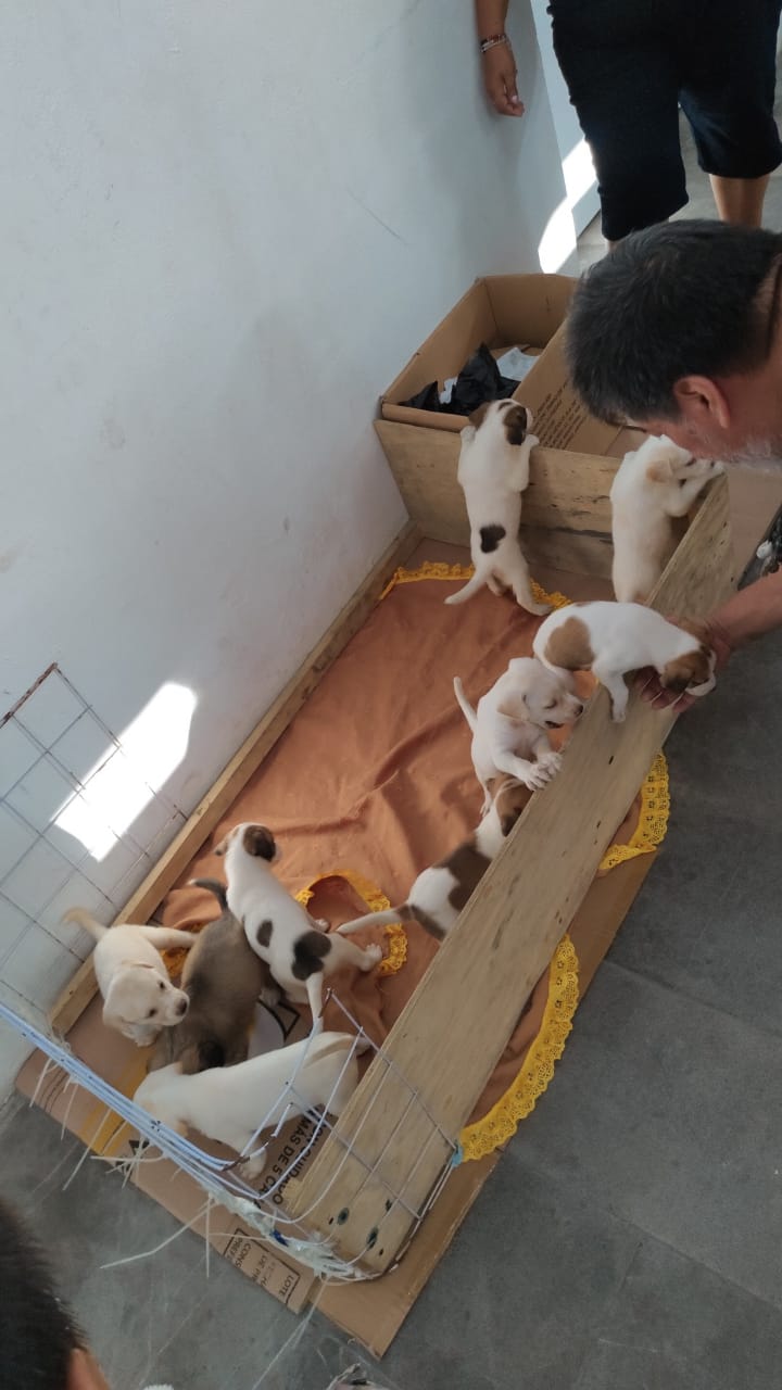 Dan en adopción a los cachorros de María Teresa y Danilo, nacidos en la plaza de artesanías de Veracruz