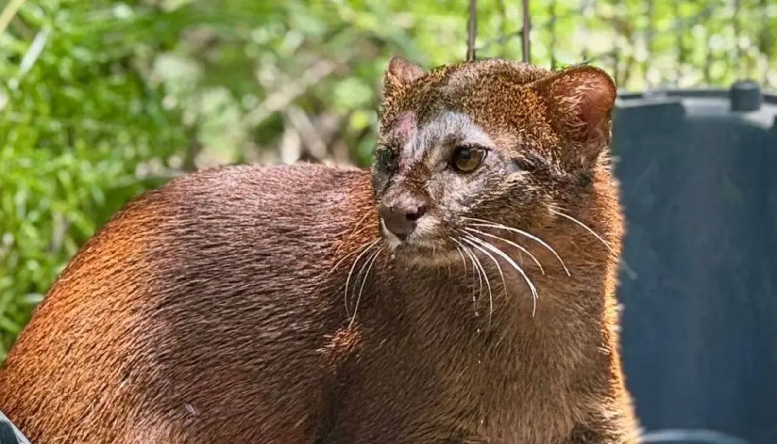 Rescatan a jaguarundi en zona residencial de Alvarado, Veracruz