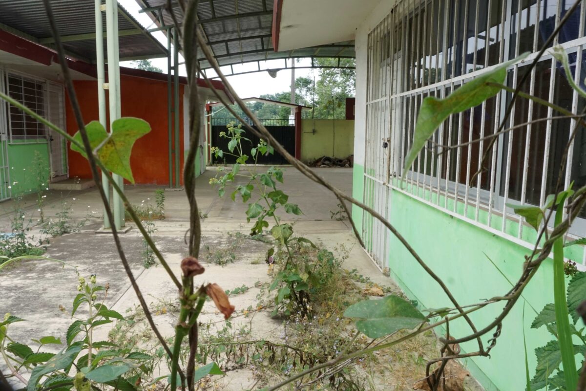Comunidades denuncian que pesticidas para cultivo de papa amenazan su salud y un bosque de niebla