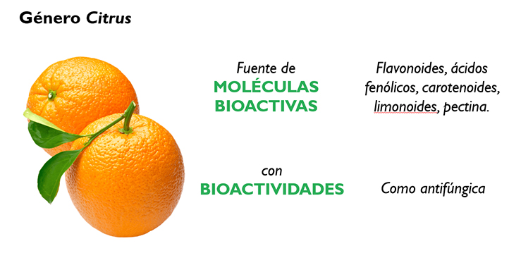 Uso de cáscara de naranja puede combatir hongos fitopatógenos: alumno UV