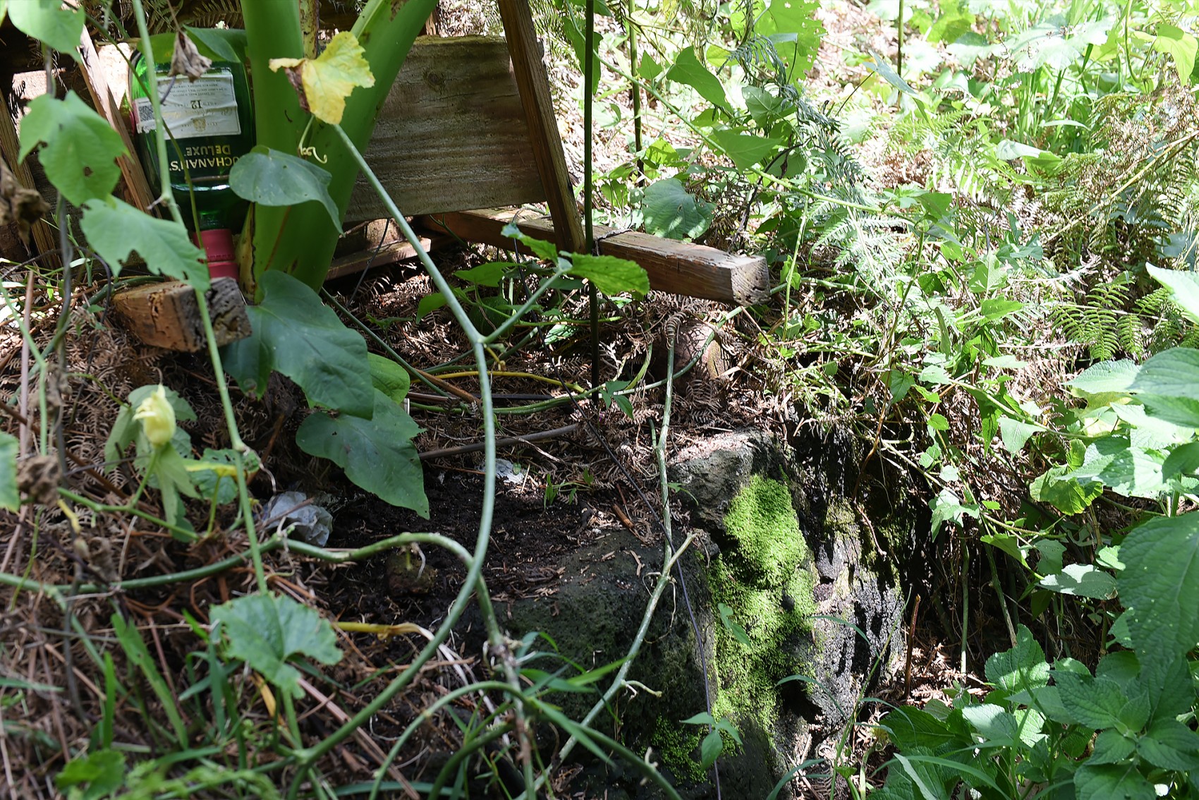 Macuiltépetl: la zona arqueológica olvidada en el corazón de Xalapa