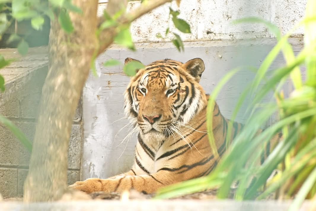 Pachi, un tigre de cuatro años, es el nuevo atractivo del zoológico de Veracruz en este verano