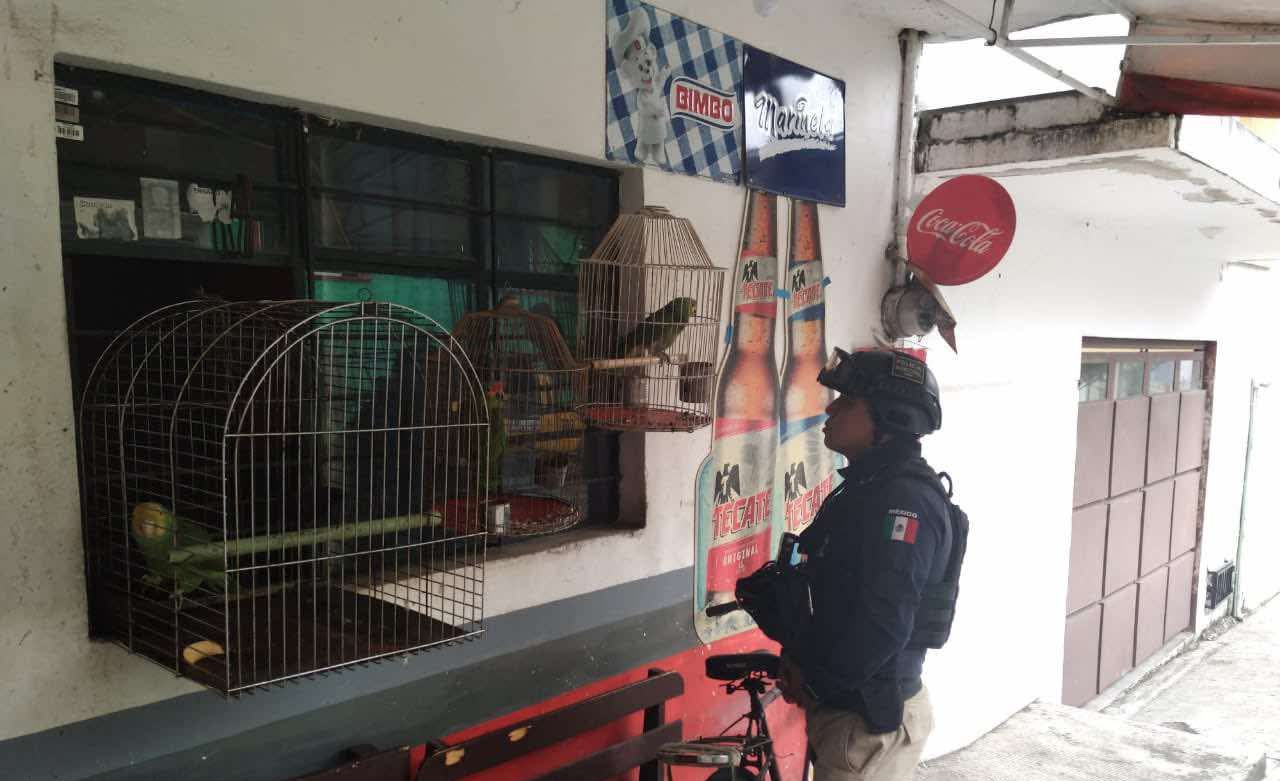 Rescatan dos loros cabeza amarilla abandonados por sus dueños en la colonia Ferrer Guardia de Xalapa