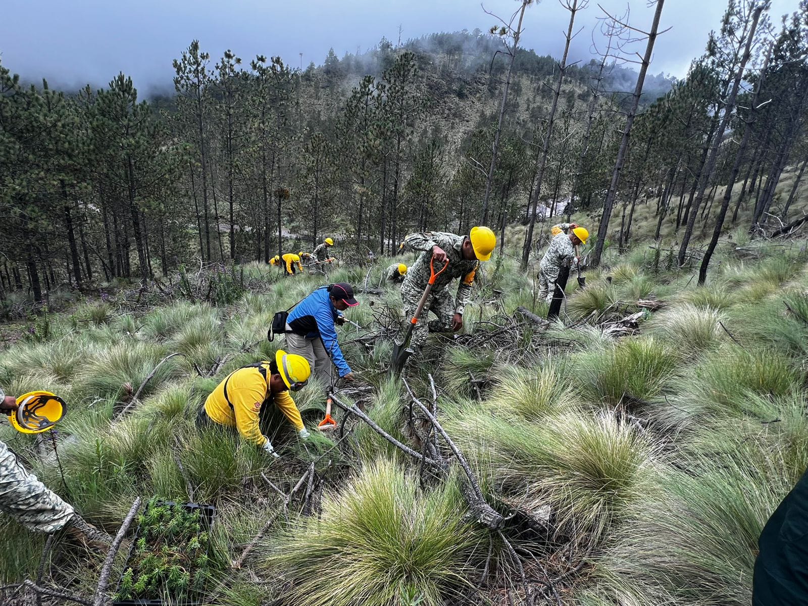 Reforestan área del Parque Nacional Pico de Orizaba
