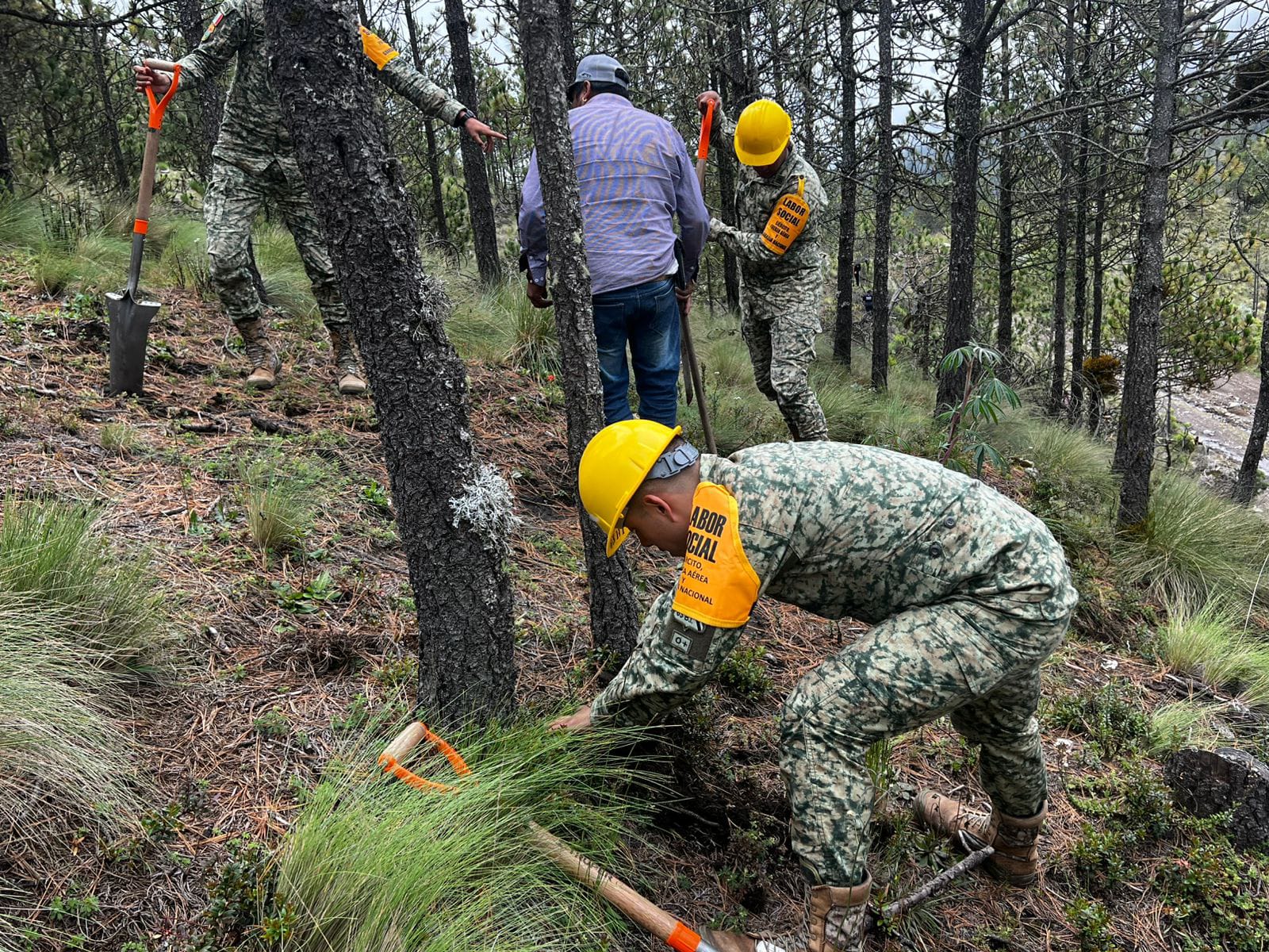 Arranca reforestación en el Parque Nacional Pico de Orizaba