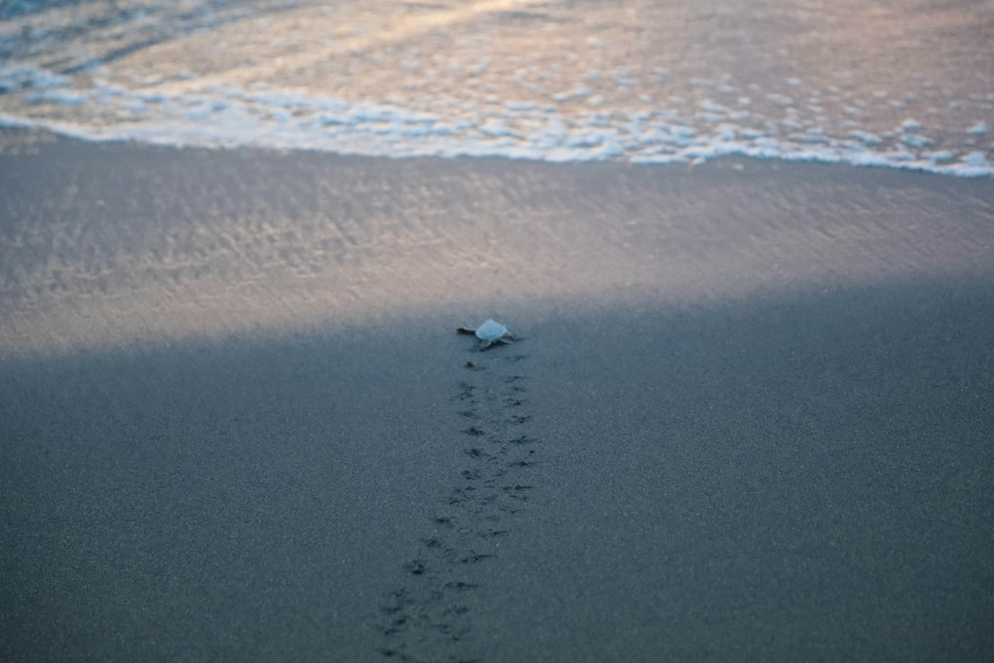 Derrame de hidrocarburo afectará tortugas si no limpian playas