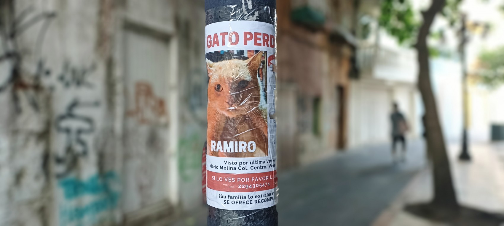 Familia busca a Ramiro, gato perdido en el Centro Histórico de la ciudad de Veracruz