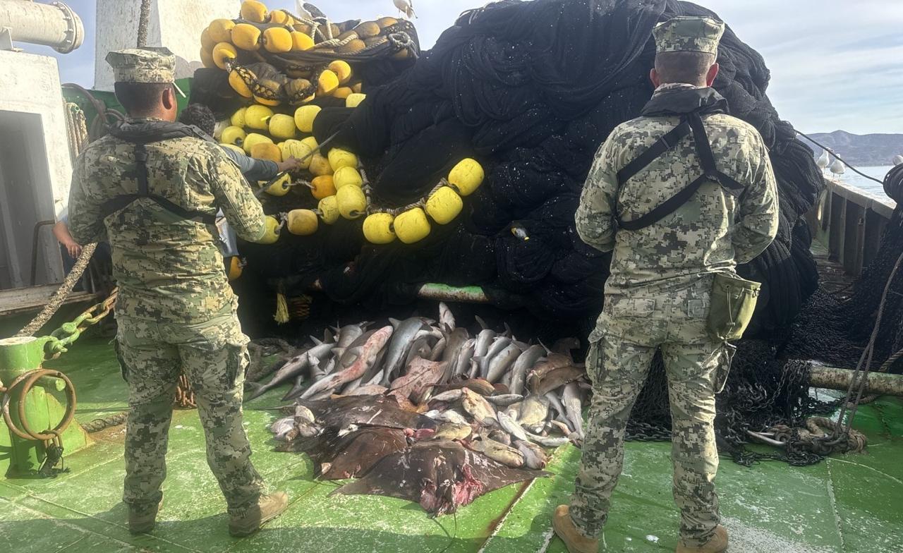 Decomisan más de 4 mil toneladas de producto pesquero ilegal en 18 estados, incluido Veracruz, en el primer semestre