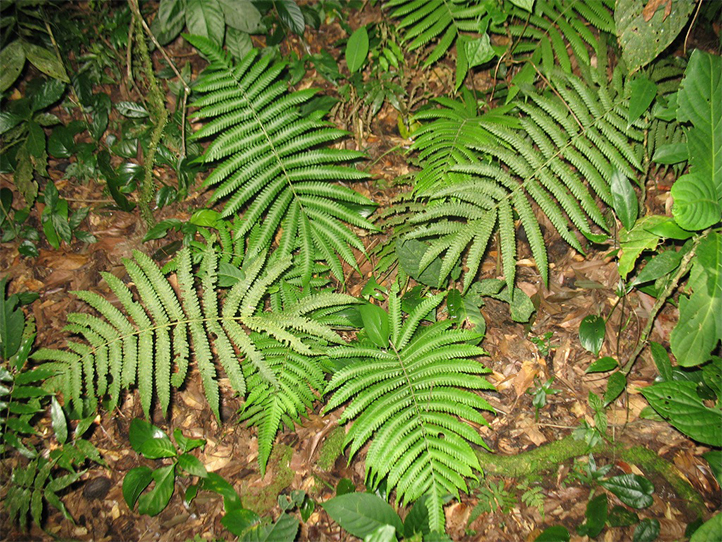 Contribuyen científicos UV a registro de especies endémicas en riesgo