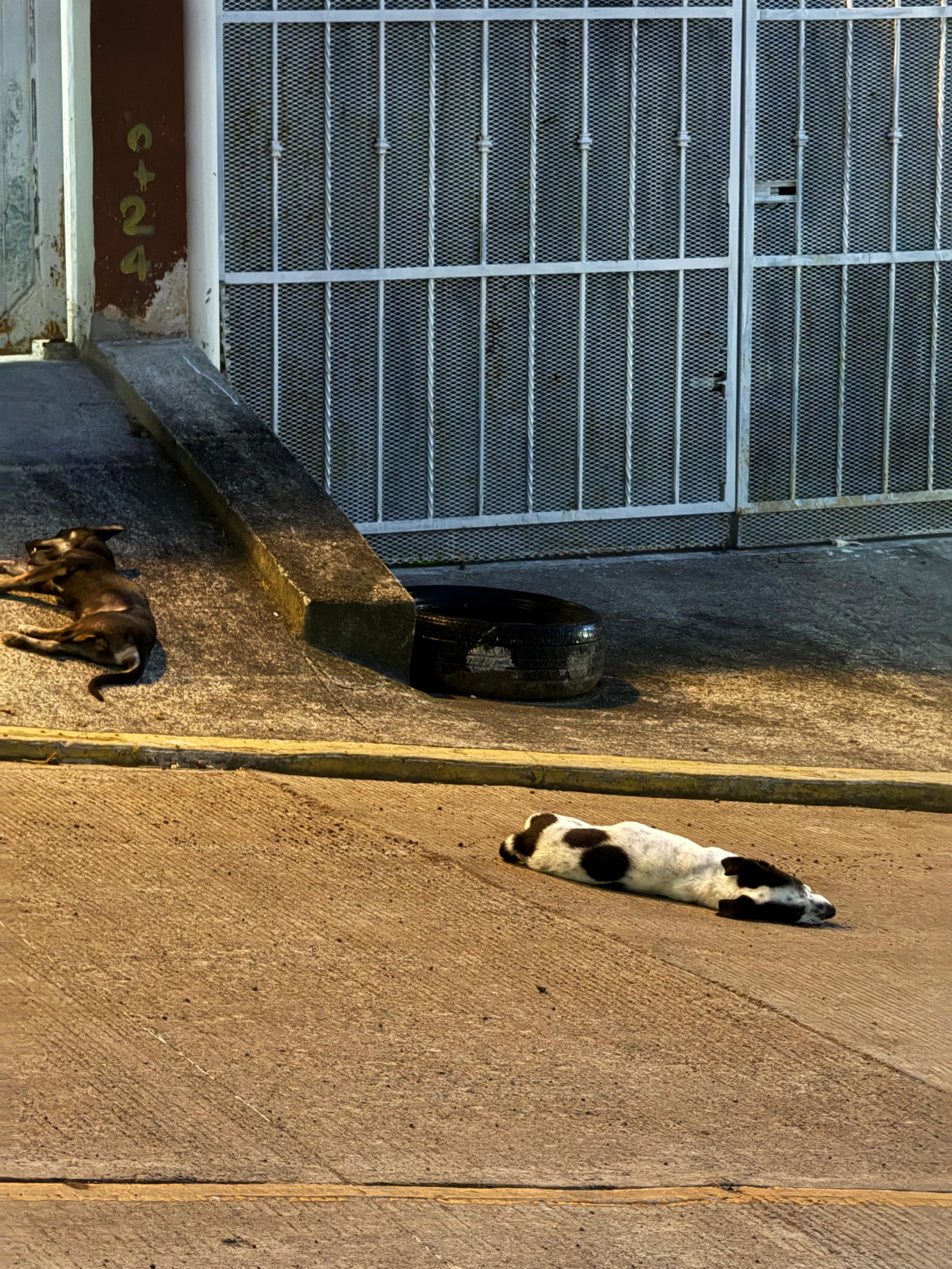 Denuncian muerte de perros por presunto maltrato en colonia Jardines de Santa Rosa