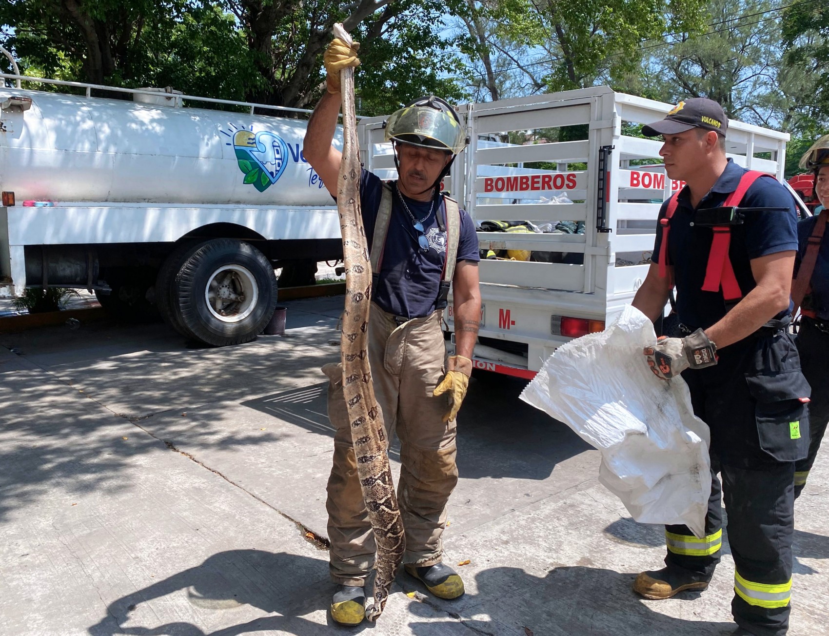 Bomberos aseguran boa de más de dos metros de largo en la ciudad de Veracruz