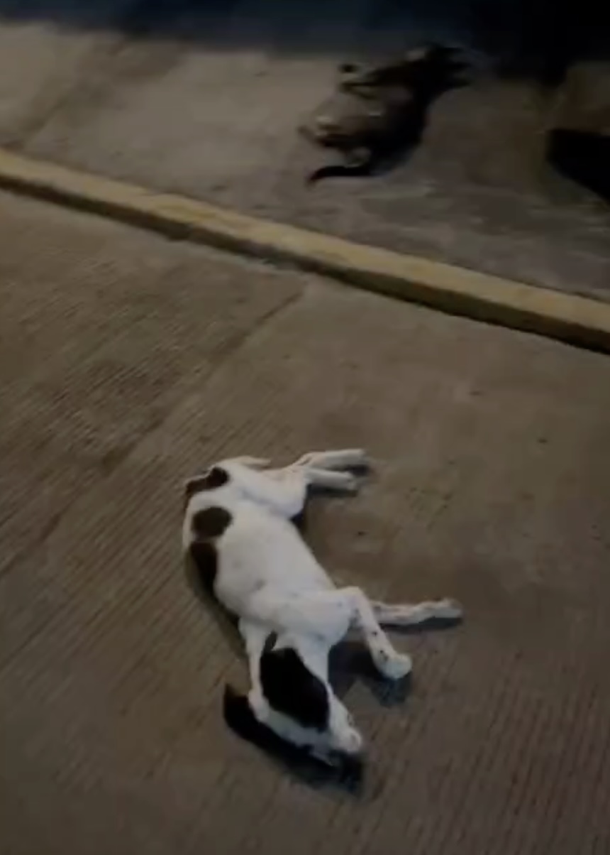 Perros no cayeron del tercer piso en Xalapa, los aventaron: Ada Azul