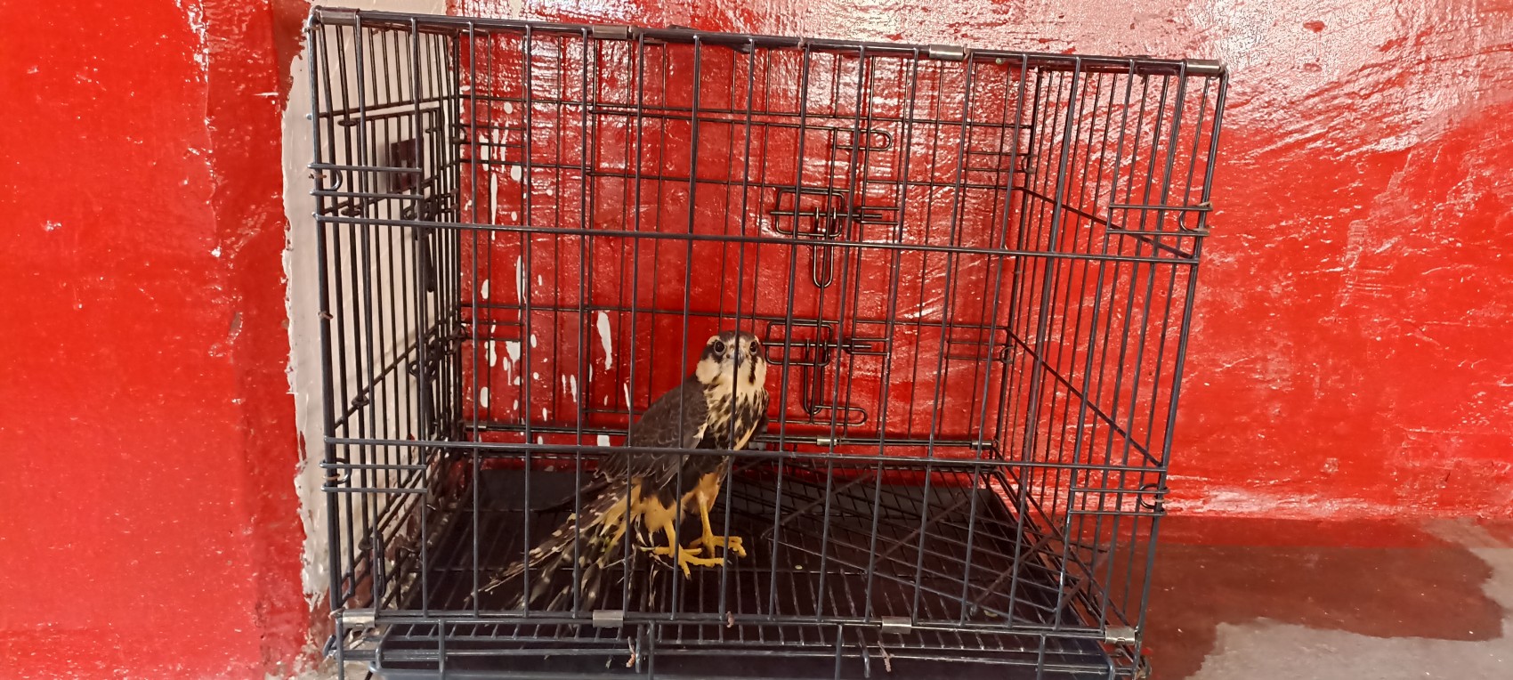 Ahora rescatan un águila en fraccionamiento de la ciudad de Veracruz