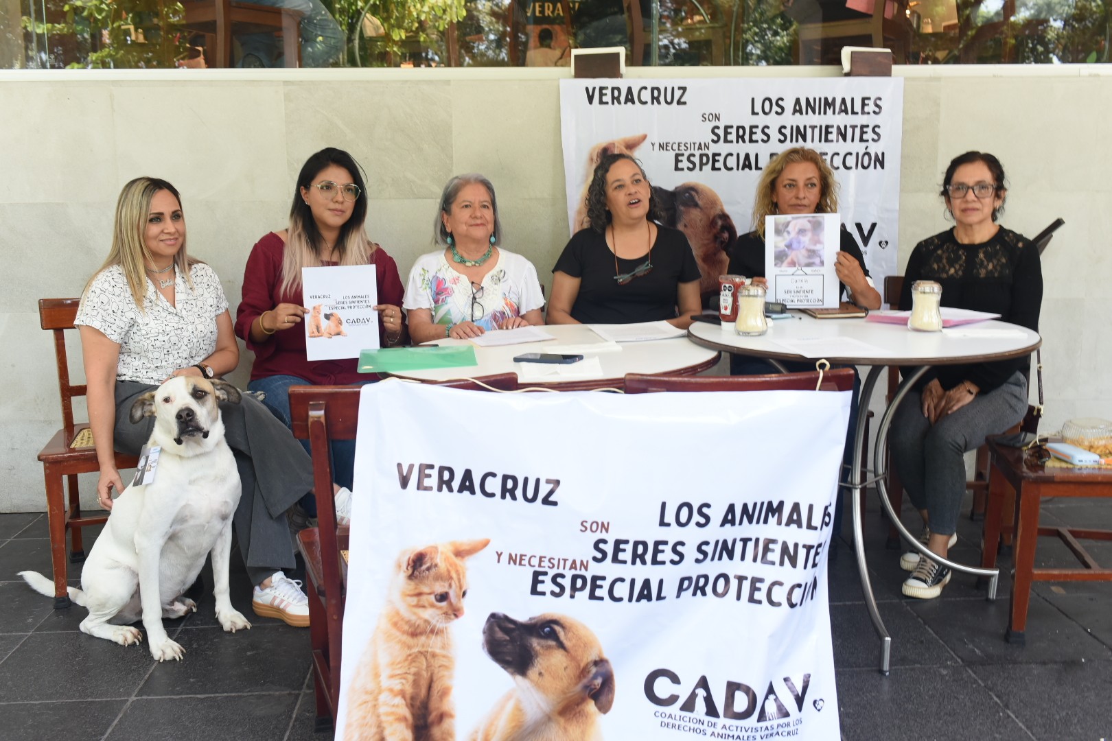 Animalistas urgen al Congreso a votar iniciativa para reconocer a los animales como seres sintientes