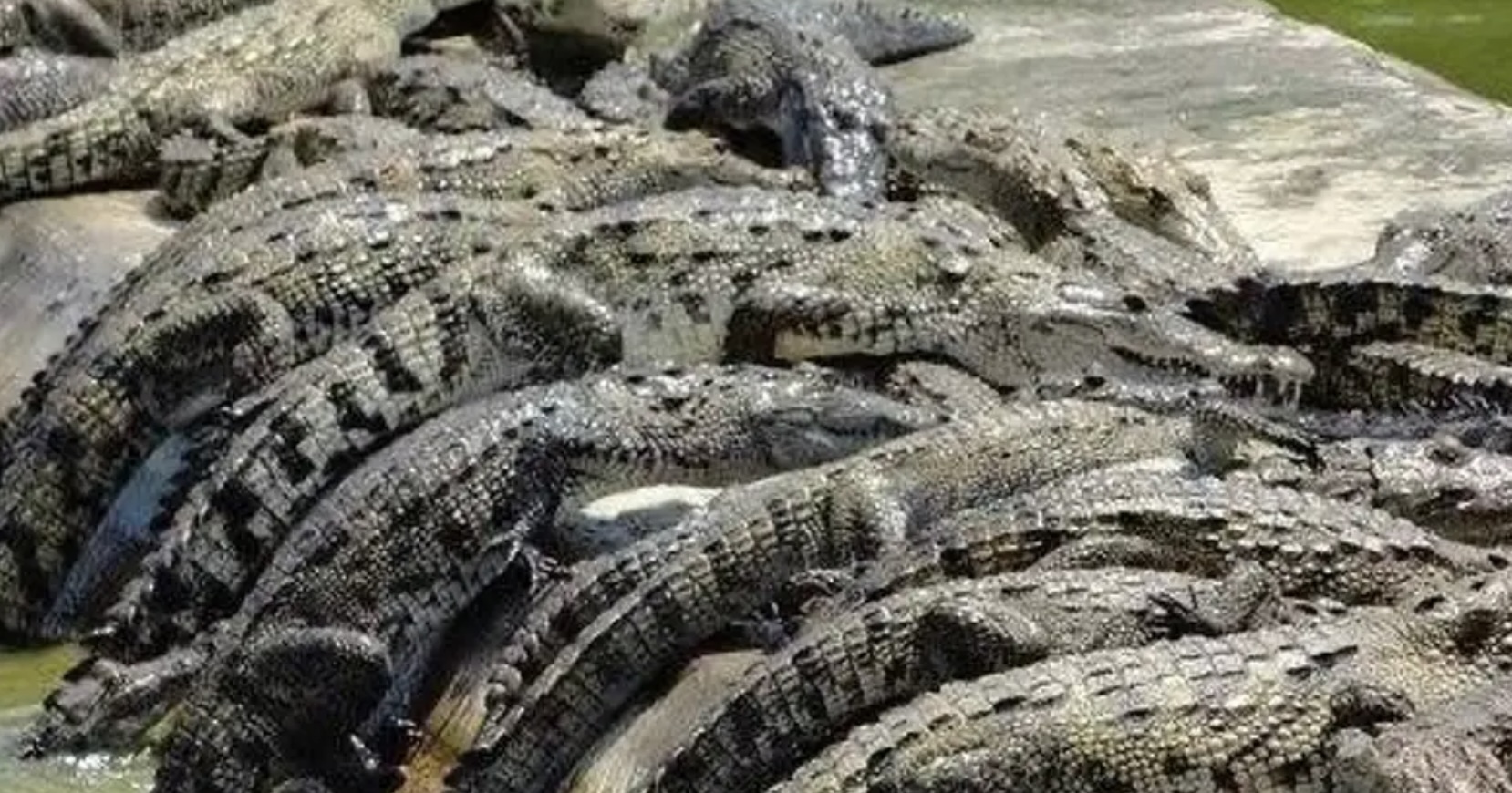 Denuncian el robo de unos 60 cocodrilos en la UMA El Colibrí en La Antigua
