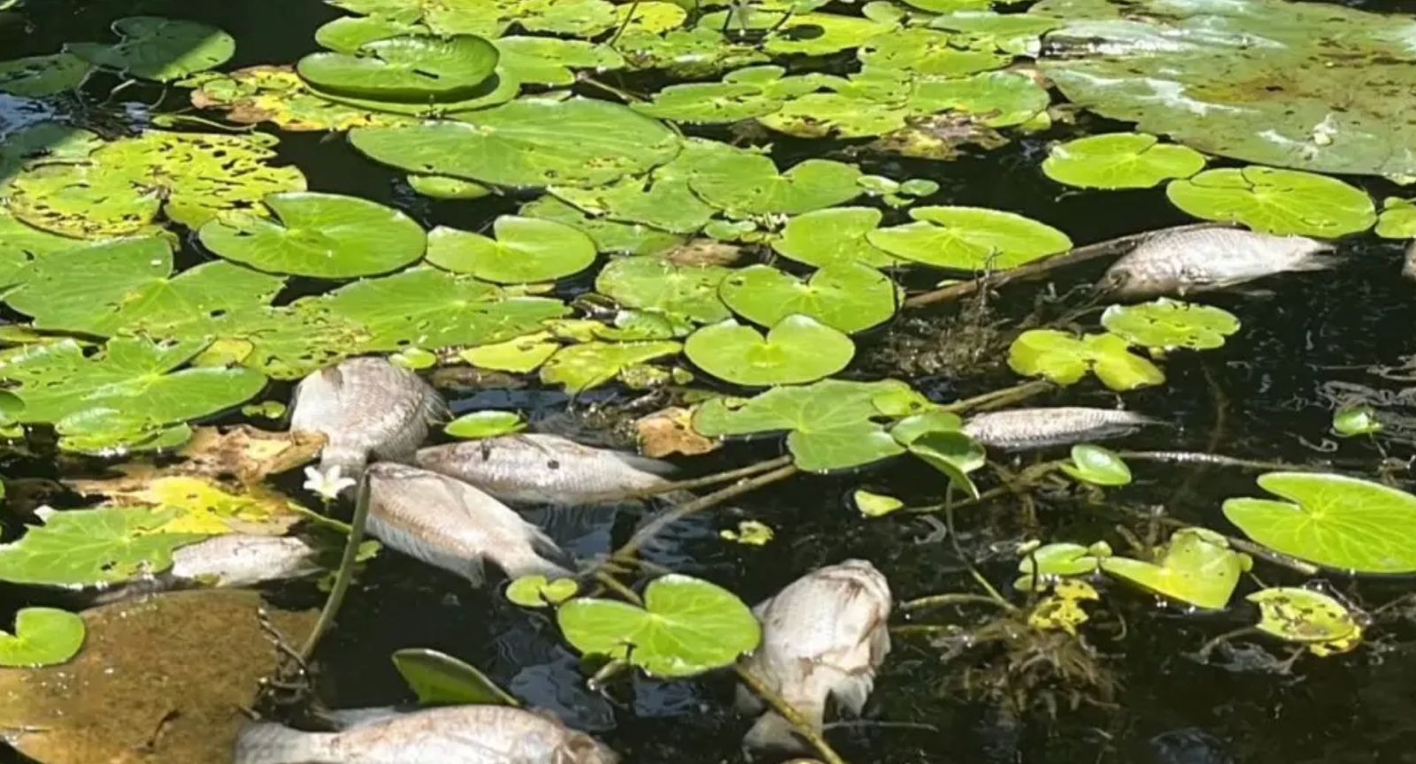 Preocupa mortandad de peces en laguna de San Julián; vecinos piden investigación