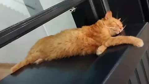 Denuncian desaparición de gata “Sol” en Deportivo SOCUM de Orizaba