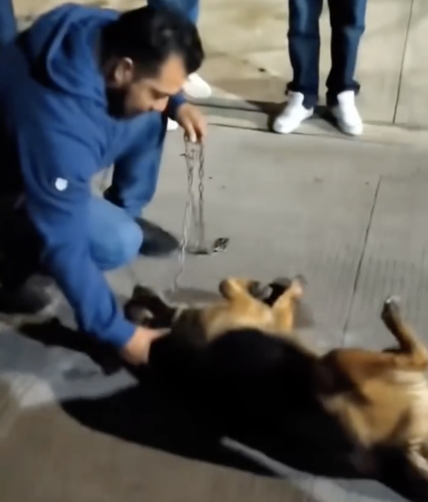 Piden investigar a dueño de la perrita Conchita tras arrastrarla en la colonia Revolución
